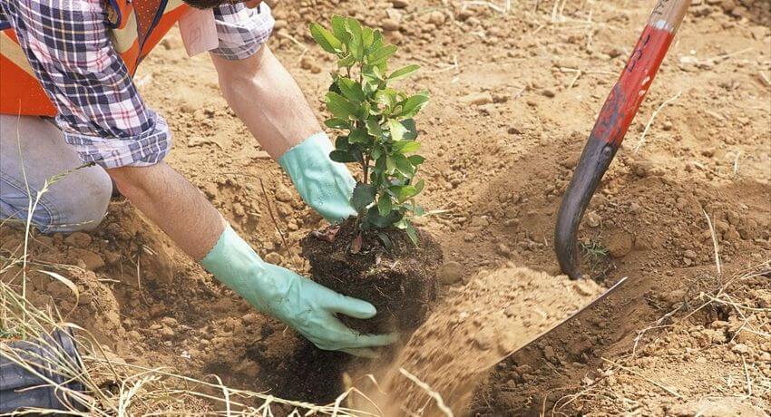 Συνεχίζονται οι δεντροφυτεύσεις στο Δήμο Ηλιούπολης