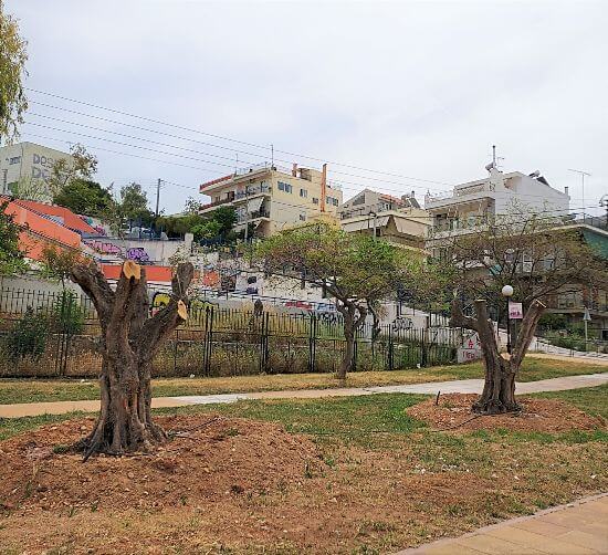 6 υπεραιωνόβιες ελιές στην Ηλιούπολη