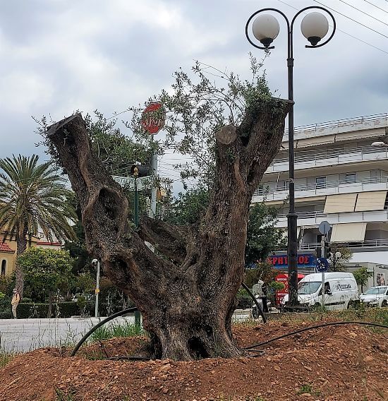 6 υπεραιωνόβιες ελιές στην Ηλιούπολη