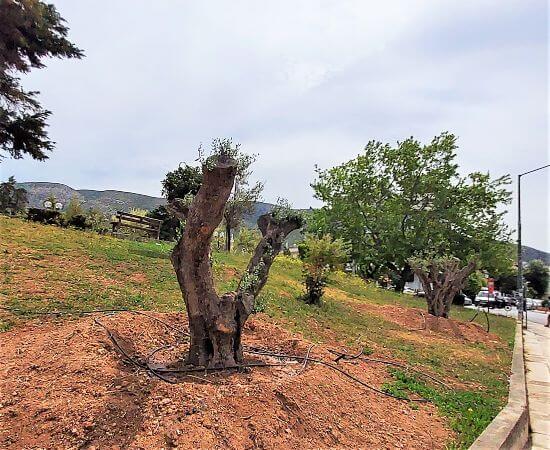 6 υπεραιωνόβιες ελιές στην Ηλιούπολη