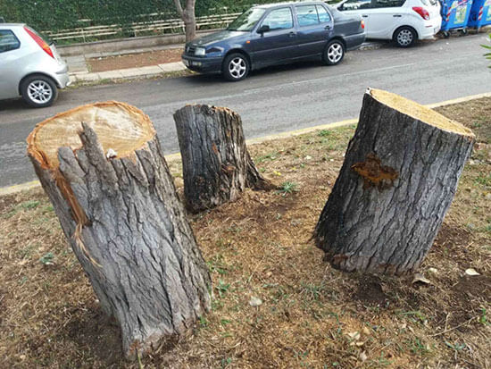 καρατόμηση υψηλών δέντρων από το Δήμο Ηλιούπολης