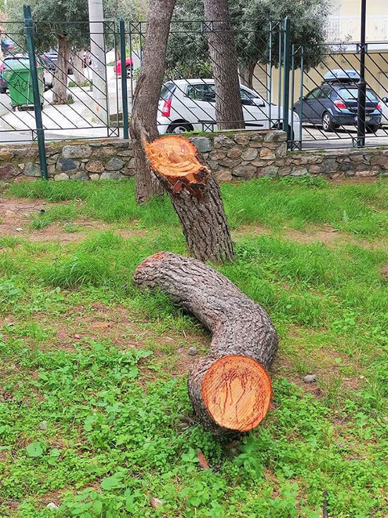 κοπή 23 πεύκων στο πάρκο Καλαβρύτων