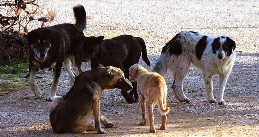 Έγγραφα μετακίνησης για φροντιστές αδέσποτων από το Δήμο Ηλιούπολης