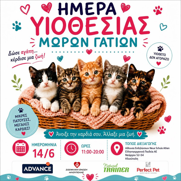 Ημέρα Υιοθεσίας Μωρών Γατιών στην Ηλιούπολη από τη Ζωοφιλική Ένωση Ηλιούπολης Ημέρα Υιοθεσίας Μωρών Γατιών στην Ηλιούπολη από τη Ζωοφιλική Ένωση Ηλιούπολης