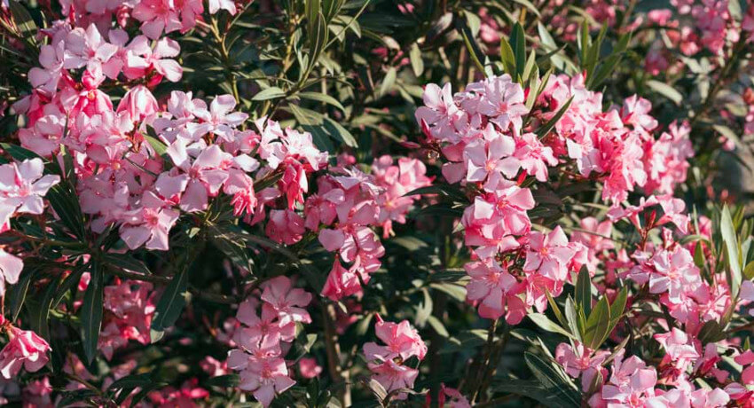 Πικροδάφνη: Κίνδυνοι για τα παιδιά & οδηγίες προστασίας